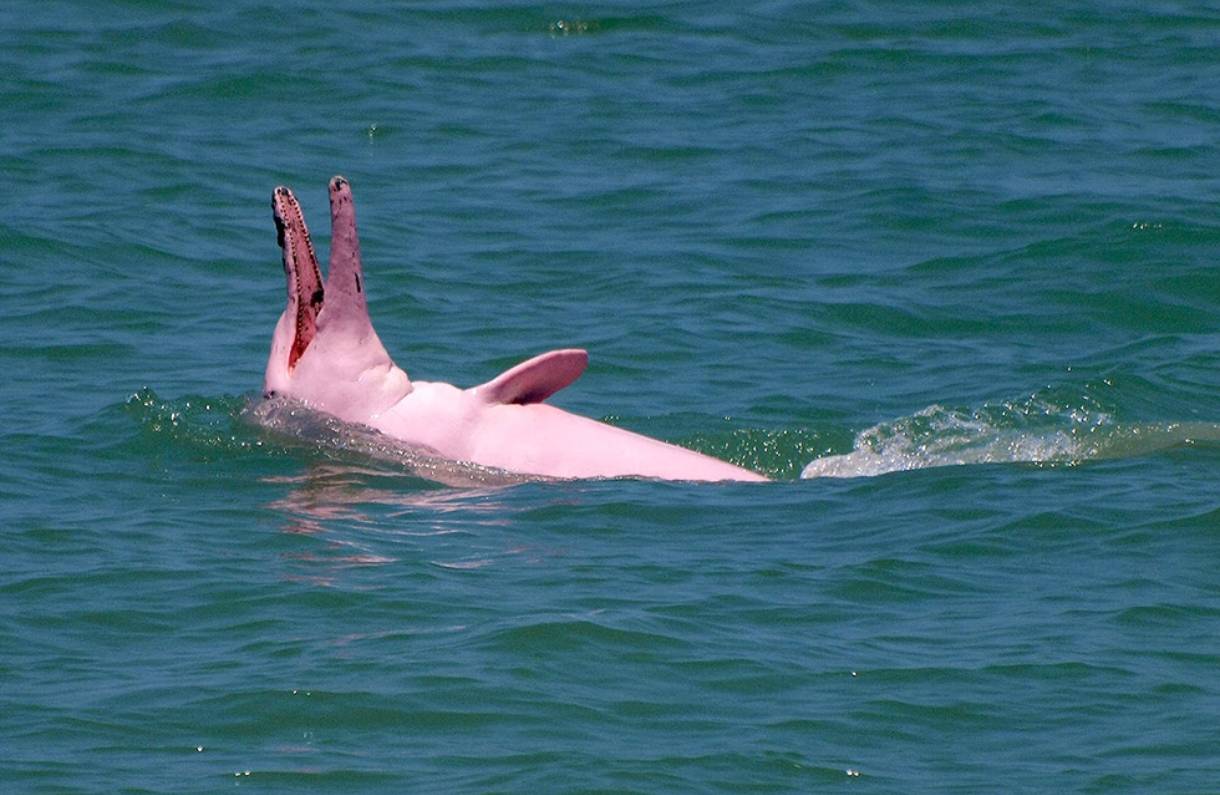 Pink Indo-Pacific humpback dolphin surfacing in the Gulf of Thailand off Khanom, a signature ecotourism experience.